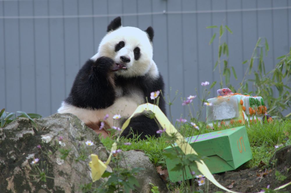 PDChinese's tweet photo. 【旅美大熊貓“青寶”五歲啦！】旅美大熊貓“青寶”12日迎來5周歲生日。在美國首都華盛頓舉行的生日派對上，“青寶”一改往日靦腆，在人群前萌態百出，讓現場的美國民眾過足了“大熊貓癮”。 https://t.co/2vaSyK4w6F