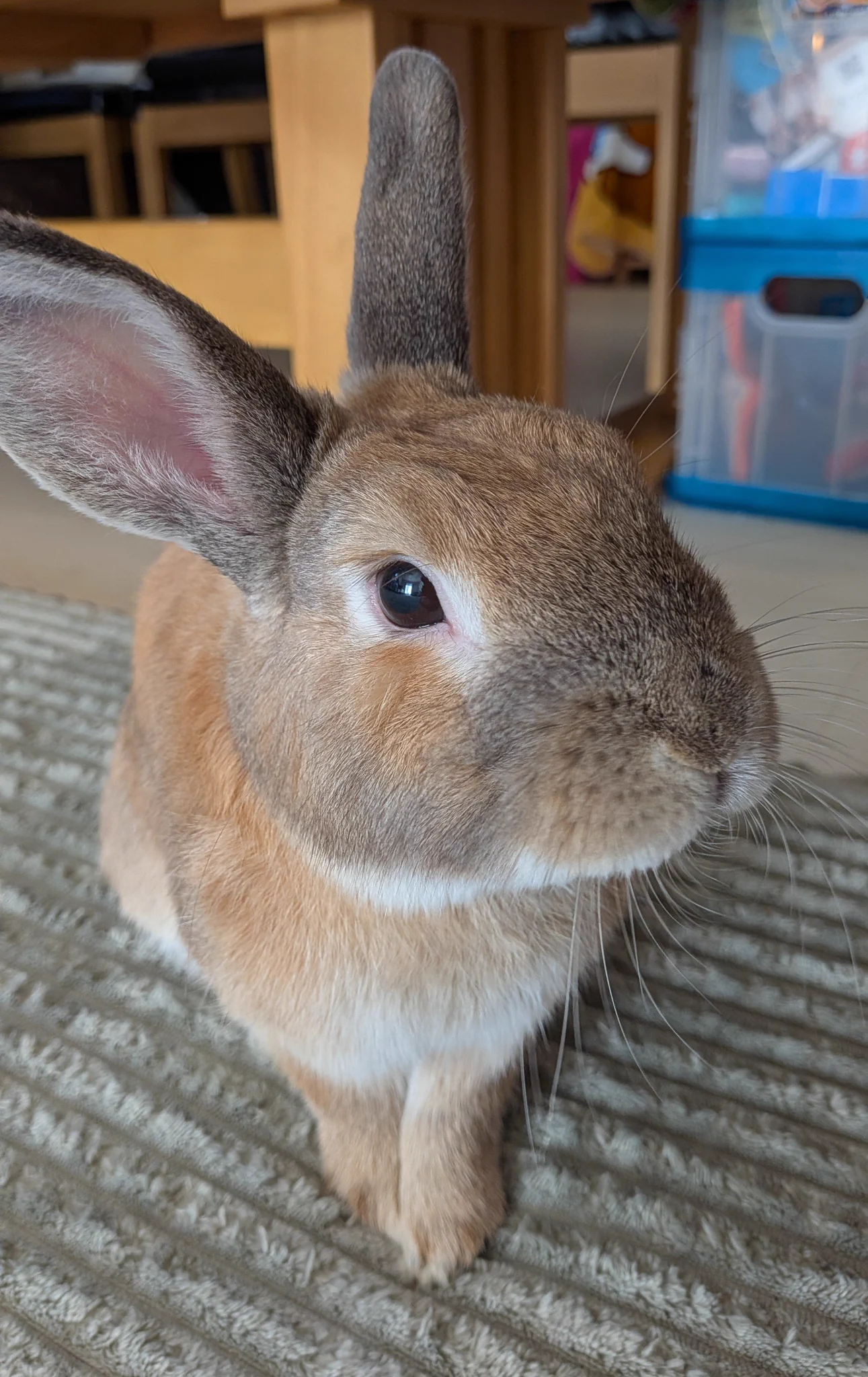 うさぎ様確認用 うさぎ様確認用