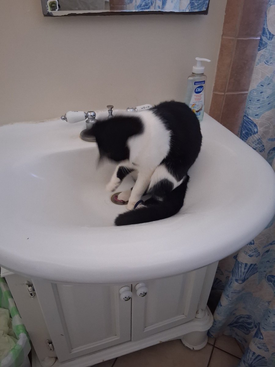 BundleofTNT's tweet photo. does anyone else have a stupid cat that does bullshit orrr https://t.co/1qFQozr2cN