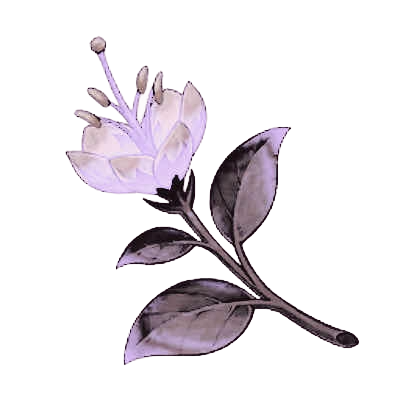 NILOTUSFLOWER's tweet photo. ﹙      WHIMSICAL DREAMER  ── 
ind. portrayal of nilou from 
for hoyoverses genshin impact,
graceful dancer of the zubayr theatre
.&amp; simulanka's fairy of the forest .        ﹚ https://t.co/jvDlsyLX9q