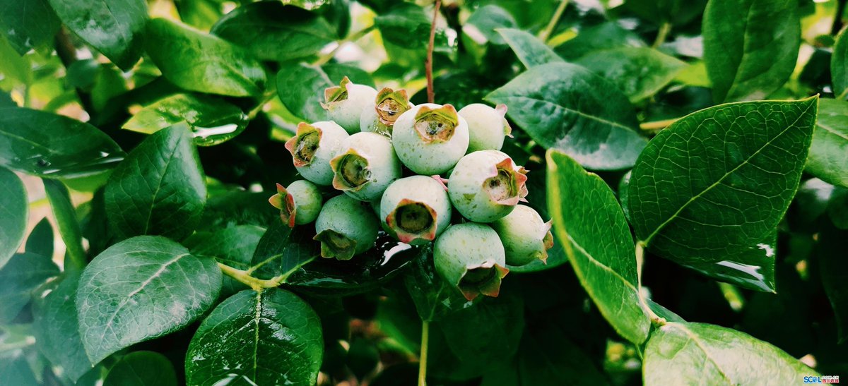 CindyLautepc's tweet photo. Just tried the fresh wild blueberries from local farms—super juicy, not too sweet, and packed with that rich berry flavor perfect for smoothies or snacking! https://t.co/7O3nANSWXg