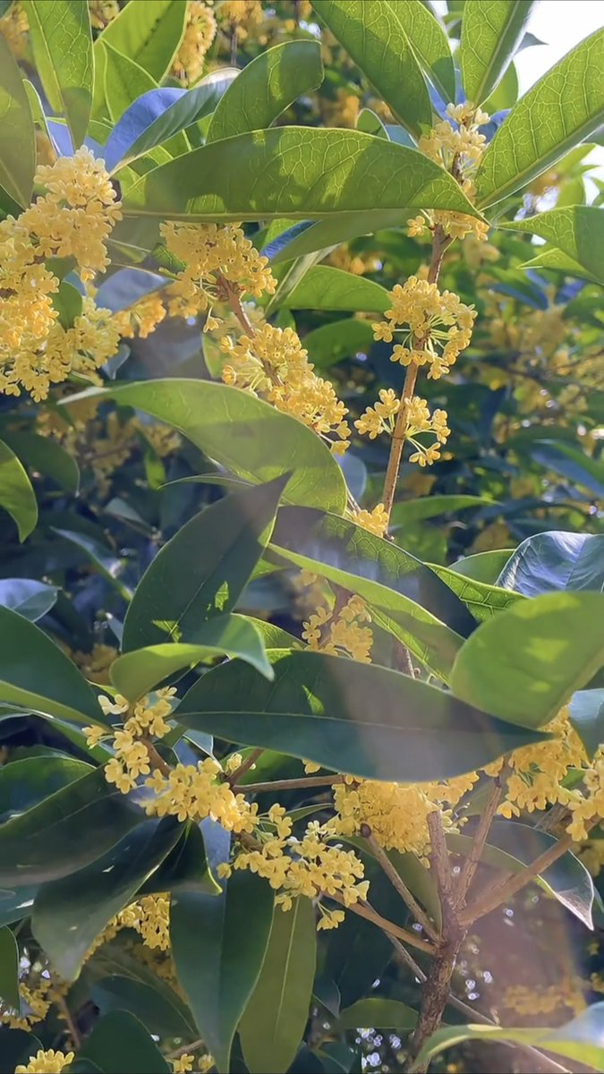 bigk1940's tweet photo. “Morning breeze carries the scent of osmanthus—autumn’s here, and the whole world feels like a warm, soft hug ”， https://t.co/fMRyR171Pk