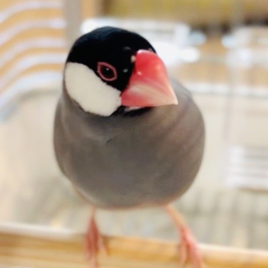 ReillyRayly's tweet photo. 目元の白ほくろと周りの白斑の位置
毛のグラデーションなど
換羽がギリギリ終わってからの脱走だったので変わってなくて見つかりやすいタイミングで本当に良かった。。。そしてよく生きてた。。！！
←脱走前　保護後→ https://t.co/9Ejv4vFrZp