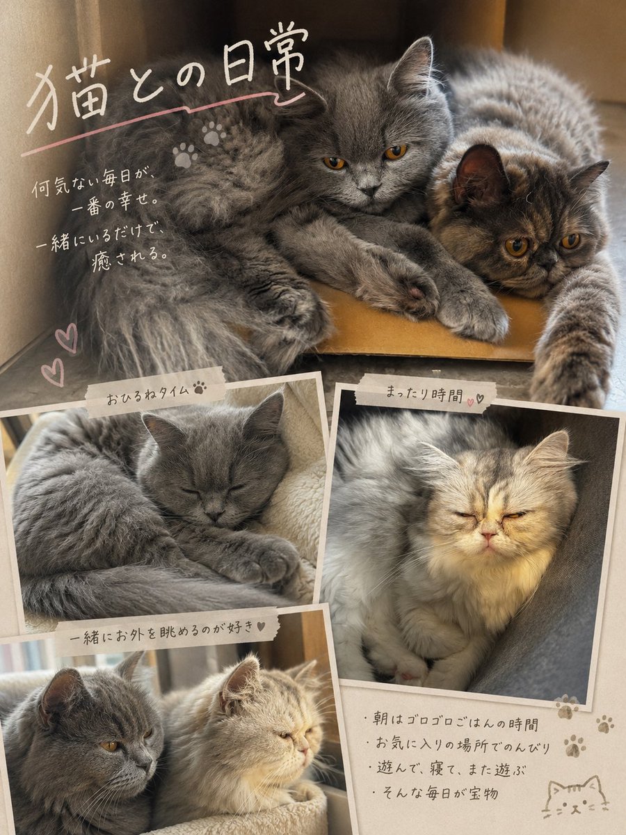 ChAnM1_i0's tweet photo. 猫になりたい🐈🐈‍⬛🐈‍⬛

 #猫
 #猫好き
 #猫がいる暮らし https://t.co/jyZpo8fOhD
