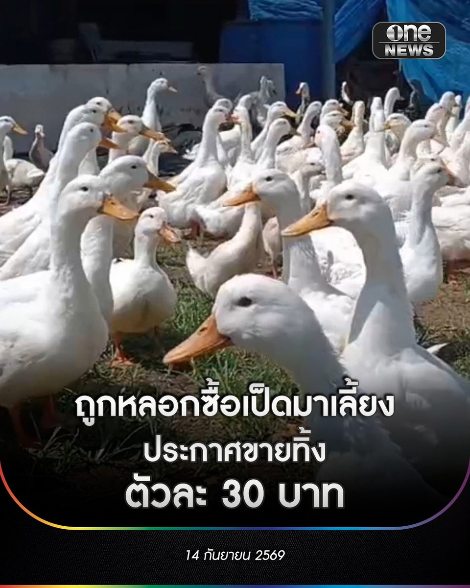 onenews31's tweet photo. ชาวเพชรบูรณ์สุดช้ำ ถูกหลอกให้ซื้อเป็ดพันธุ์อี้เหลียงมาเลี้ยง สุดท้ายไม่รับซื้อคืน ประกาศขายทิ้งตัวละ 30 บาท
.
นางสมใจ อายุ 57 ปี ชาวบ้านตำบลตะกุดไร อำเภอชนแดน จังหวัดเพชรบูรณ์ ประกาศขายเป็ดอี้เหลียง หลังอ้างว่า ถูกตัวแทนบริษั��ฯ แห่งหนึ่ง หลอกให้ลงทุนซื้อเป็ดพ่อพันธุ์แม่พันธุ์อี้เหลียง ซึ่งเป็นเป็ดสายพันธุ์ไข่และเลี้ยงเพื่อบริโภคเนื้อ 
.
โดยนางสมใจ เผยว่า ตนเองได้สั่งลงเป็ดเพื่อเลี้ยงครั้งแรกเมื่อวันที่ 24 ก.ค.69 จำนวน 420 ตัว โดยเป็นเปิดเพศเมีย 300 ตัว เป็ดเพศผู้อีก 120 ตัว และเป็ดขุน อีก 500 ตัว มาเลี้ยง แล้วทางบริษัทจะรับซื้อไข่เป็ดที่มีเชื้อเพื่อนำกลับไปเข้าโรงฟัก คืนในราคาฟองละ 10 บาท  สุด���้ายถูกปฏิเสธที่จะรับซื้อเป็ดคืน สูญเงินราว 200,000 บาท
.
จึงประกาศขายทิ้งเป็ดอี้เหลียง ในวัยเจริญพันธุ์ ทิ้งในราคาตัวละ 30 บาท เนื่องจากกำลังเดือดร้อนหนัก หลังเงินซื้อหัวอาหารหมด หัวอาหารที่ใช้เลี้ยงเป็ดใกล้จะหมดแล้ว จึงจำเป็นต้องประกาศขายทิ้ง ทุกวันนี้ต้องจ้างคนงานมาทำการตัดต้นกล้วยเพื่อมาทำหัวอาหารให้เป็ดกินกับรำข้าว เพื่อลดค่าใช้จ่าย 
.
#onenews
#สำนักข่าววันนิวส์