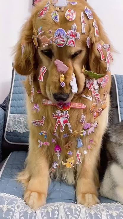 Osiliphotograph's tweet photo. ヘアメ中のYUKIYA君、子供にシール貼られた犬モチベでかわいかった https://t.co/poe6UGk8ak