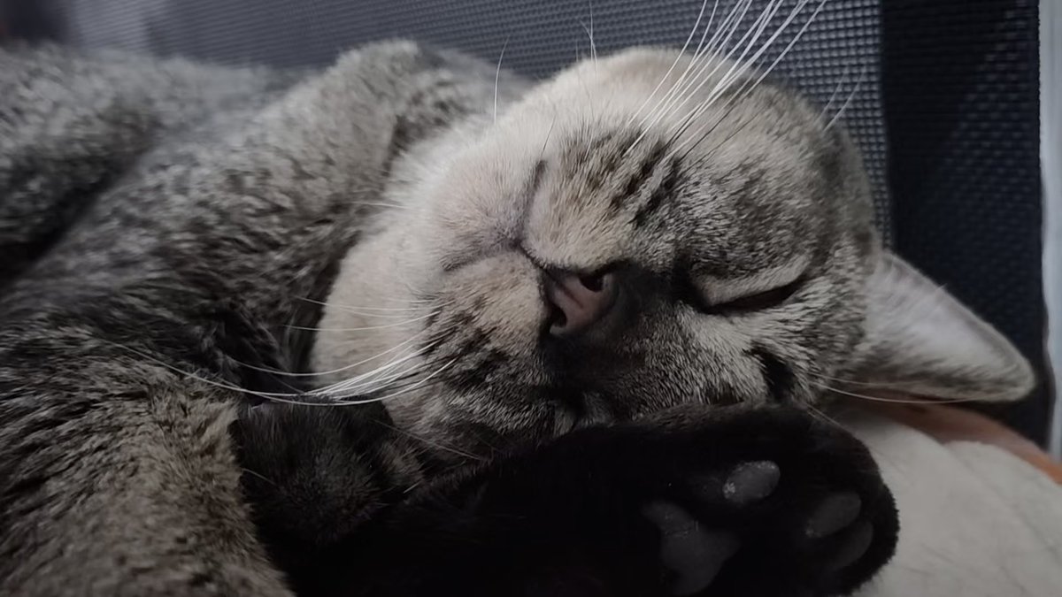 Vickyinrain's tweet photo. 💤 https://t.co/dH1f30yOxi