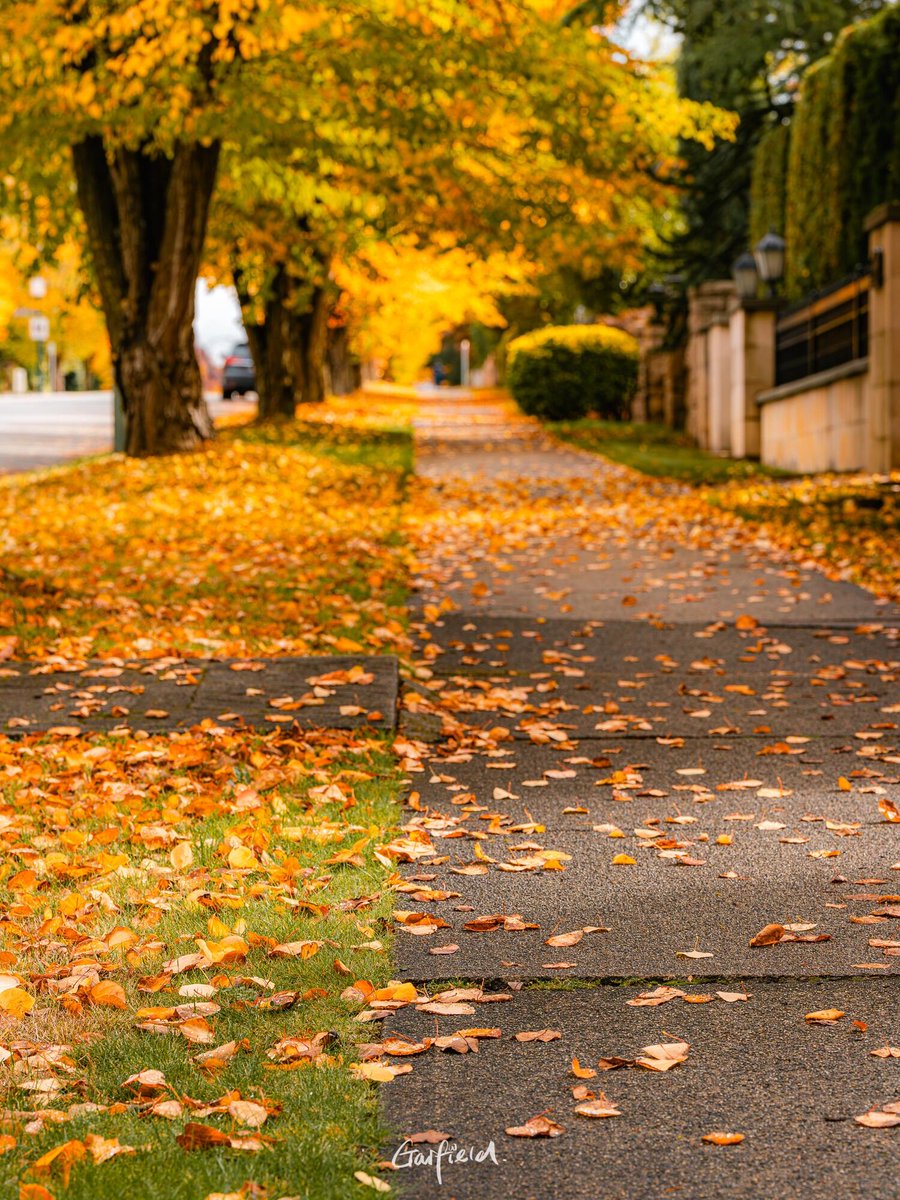 CathleenDeue's tweet photo. A crisp autumn breeze, falling golden leaves, and my iced coffee—perfect way to savor the first cool day of fall. https://t.co/jf29eizwjf