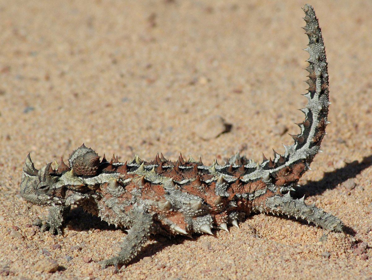 OurDailyAnimal's tweet photo. Today’s animal is the thorny devil.

This Australian lizard eats ants and channels water along tiny grooves between its scales towards its mouth.

A cactus with plumbing.

Photo: KeresH · CC BY-SA 4.0
https://t.co/rEmufNnx3C https://t.co/BiZiW3fkbC