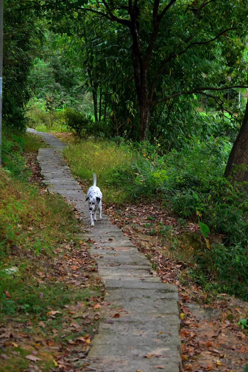 qine999's tweet photo. My senior pup still wags his tail like a puppy, and every quiet walk together feels like the best warm hug https://t.co/VHgk71v3HU