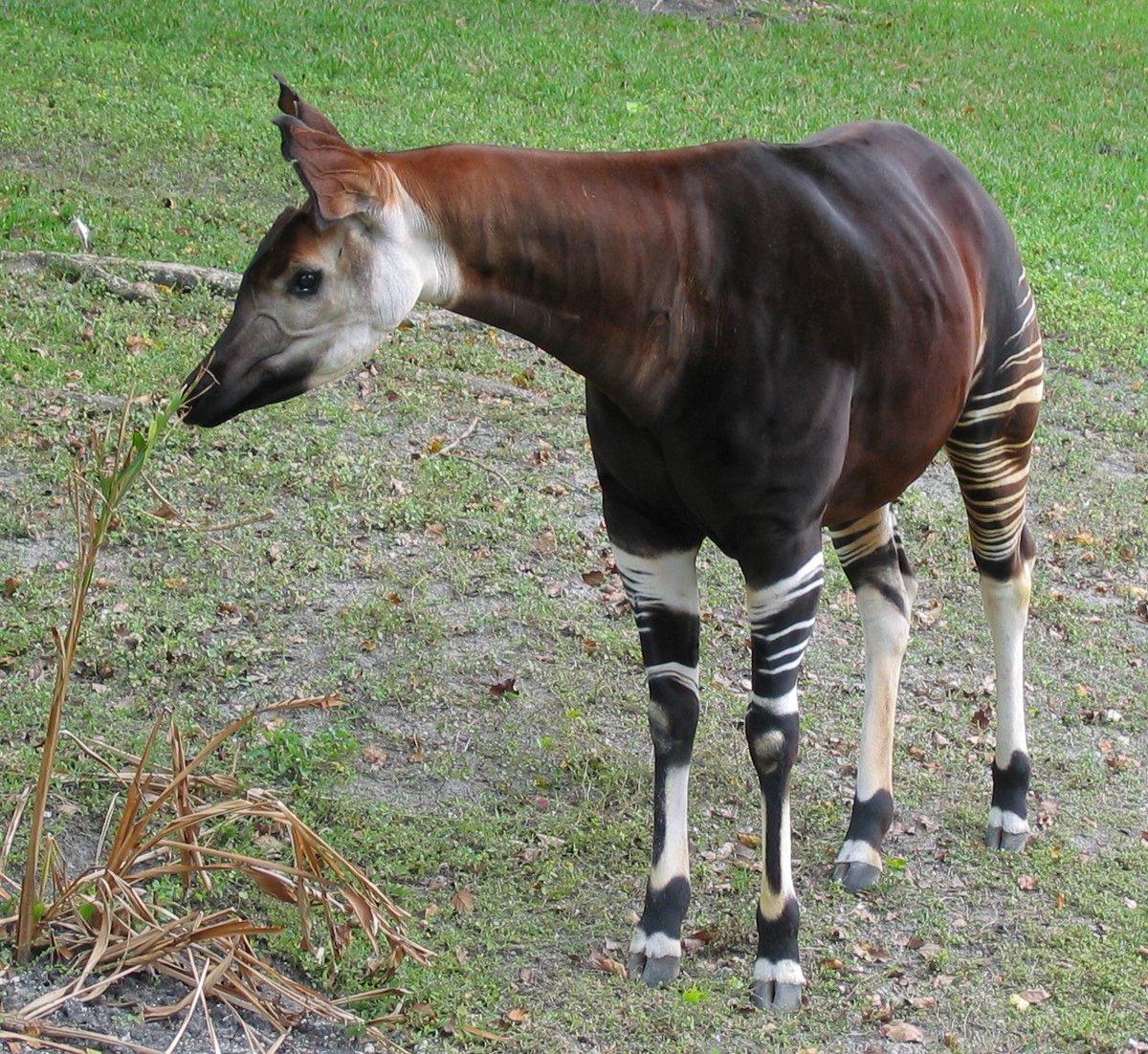 OurDailyAnimal's tweet photo. Today’s animal is the okapi.

Despite the zebra-striped legs, its closest living relatives are giraffes. Its long tongue plucks leaves from forest plants.

Business upstairs. Zebra downstairs.

Photo: Eugenia &amp; Julian · CC BY-SA 2.0
https://t.co/bkKeEmsOLe https://t.co/1onX7jEklK