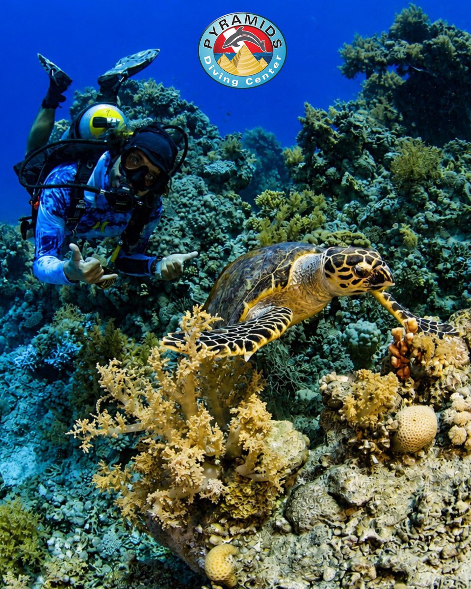 PyramidsDC's tweet photo. 🐢💙 HAPPY MOMENTS UNDERWATER!

Book at info@pyramidsdivingcenter.com

WhatsApp +20 112 778 7023 (Italian-English- Spanish)

WhatsApp  +20 115 129 5888 (Russian-English)

https://t.co/0QlcpaGWMb

#PyramidsDivingCenter #RedSea #SharmElSheikh #ScubaDiving #Turtle https://t.co/icG663FelN