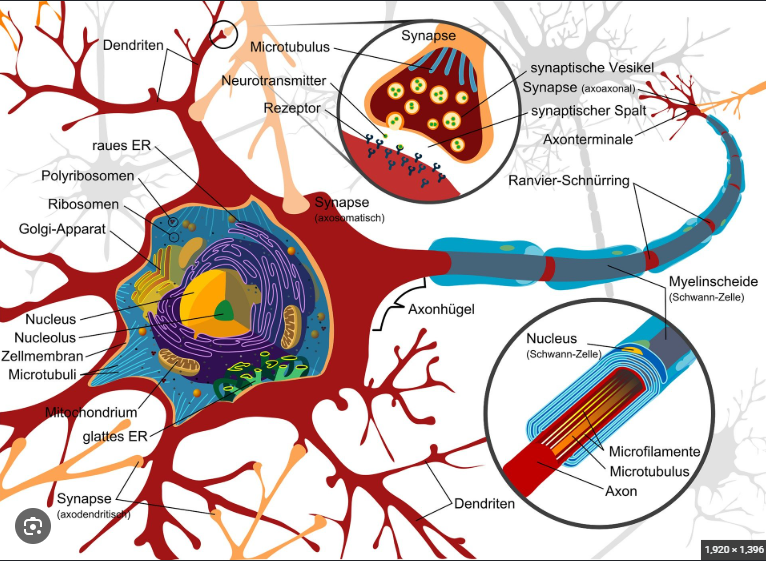 762Eagle's tweet photo. The polymath in a systems mesh thinks like this.
--------------
The X post pairs a labeled neuron diagram with a KOI-18 cryptographic tape reader under the caption about polymath systems-mesh thinking, linking biological signal transfer to sequential mechanical reading of a linear punched medium.
Sequential transcription by RNA polymerase and codon-by-codon translation by the ribosome match the tape-reader model as directional transducers that carry no content of their own; frameshift mutations illustrate the exact failure that occurs when a reader loses registration without a sprocket track.
The analogy collapses on the control layer the genome actually uses: parent-of-origin imprinting and histone marks decide whether any given stretch is read at all, alternative splicing yields multiple proteins from one sequence, and the medium copies itself with proofreading—none of which a read-only key-fill device can represent.