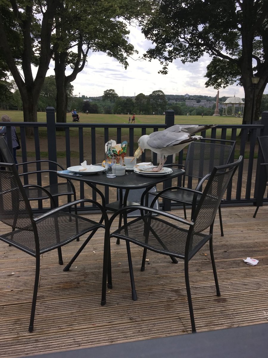 janetcwebsterb1's tweet photo. Today's seagull found some food https://t.co/QZhcxYiMha