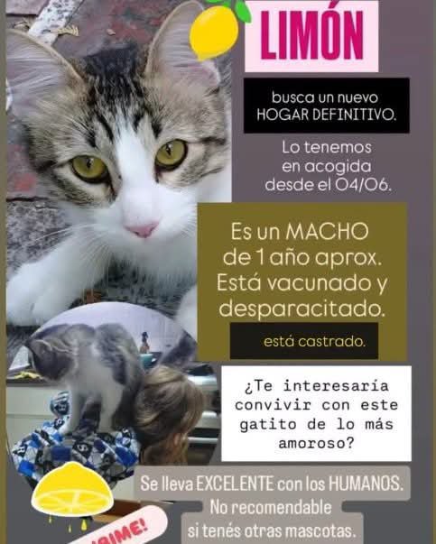 DeGatitos_'s tweet photo. GATITOS EN ADOPCION EN SAN CRISTOBAL

1158342699 - Ana

#GatitosenadopciondefansZONACABA https://t.co/Ax5ikoJtP4