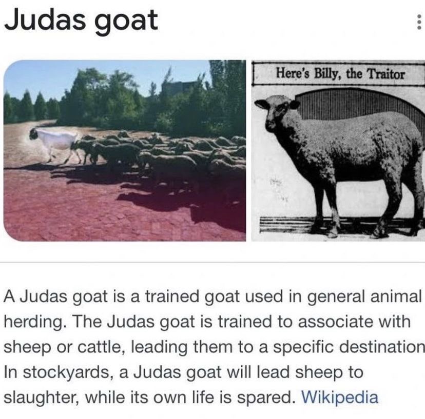 angelaramblings's tweet photo. TIL about the judas goat https://t.co/3K7f1AYBGm