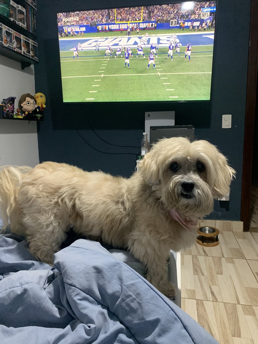 belaxcated's tweet photo. Katniss na torcida pelo Gigante de New York 💙🗽 #NFLnoSportv #NFL #BigBlue https://t.co/5oAjTL70u3