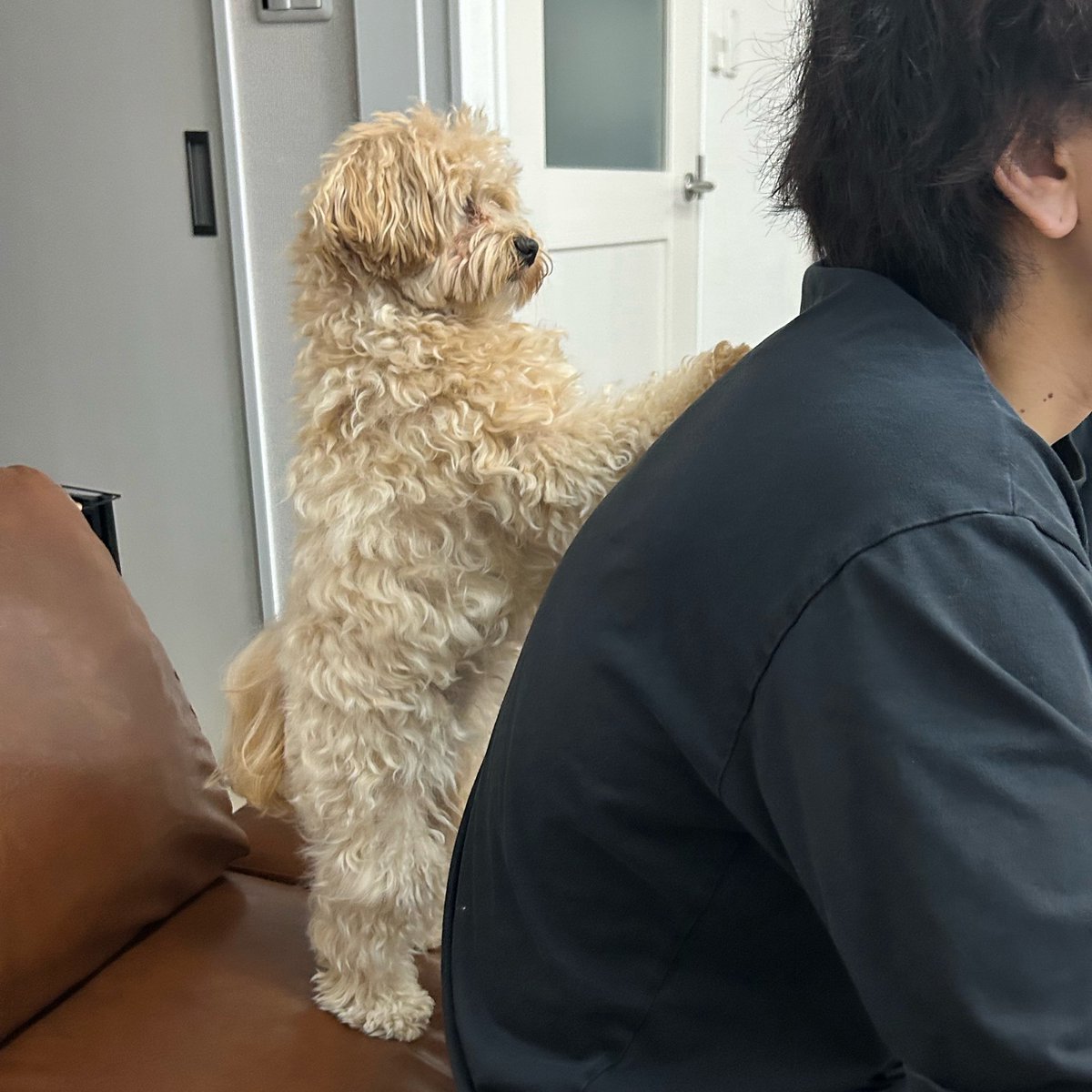 moriwakamaru_'s tweet photo. 静かにご飯催促する直立犬
もらえるまでこの体勢😂 https://t.co/nPOpthNhra