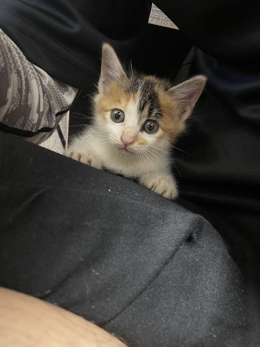 Ranka_Syumi's tweet photo. 子猫を保護しました
三毛猫　メス　生後約1ヶ月半くらい

引き取ってくださる方募集します
気になる方は連絡ください

#拡散希望 
#保護猫 #里親募集 https://t.co/OlrpiV3gQ3