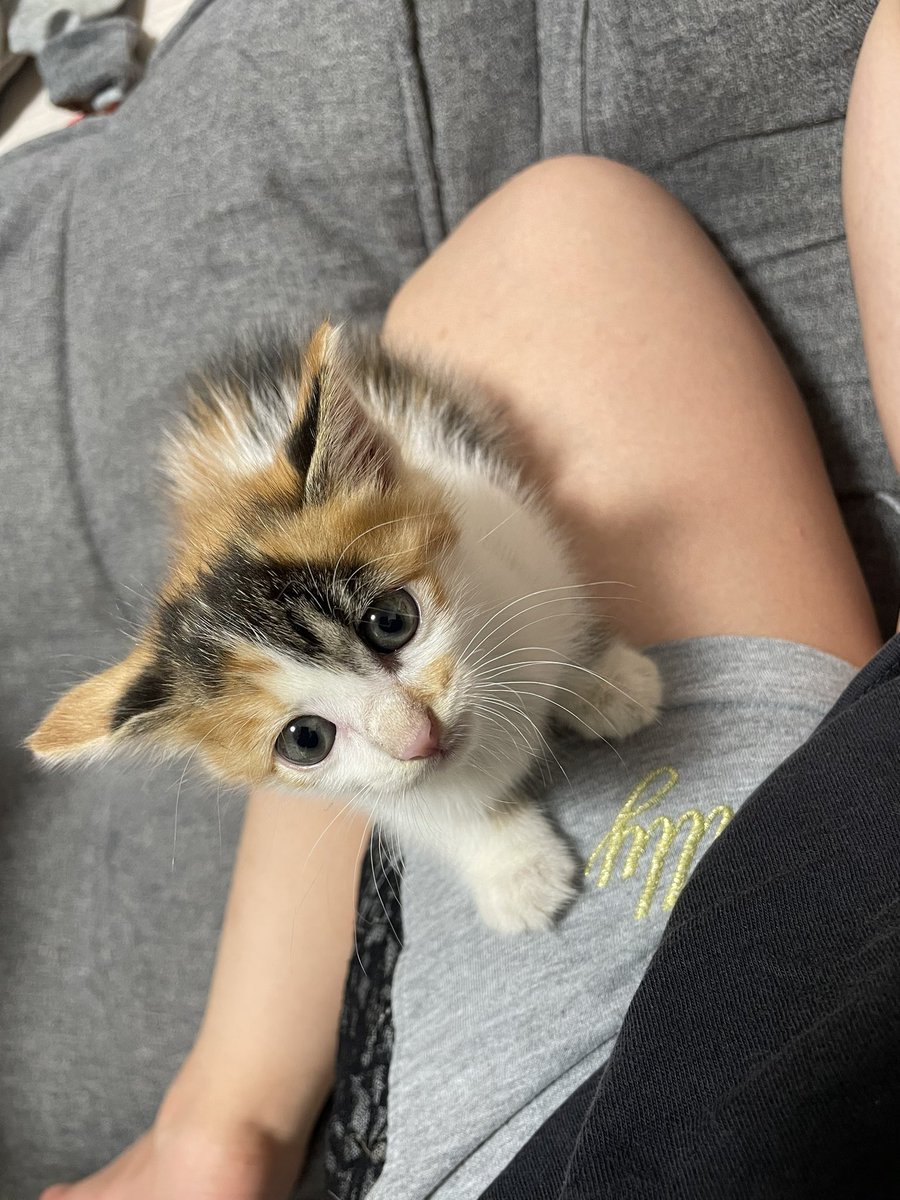 Ranka_Syumi's tweet photo. 子猫を保護しました
三毛猫　メス　生後約1ヶ月半くらい

引き取ってくださる方募集します
気になる方は連絡ください

#拡散希望 
#保護猫 #里親募集 https://t.co/OlrpiV3gQ3