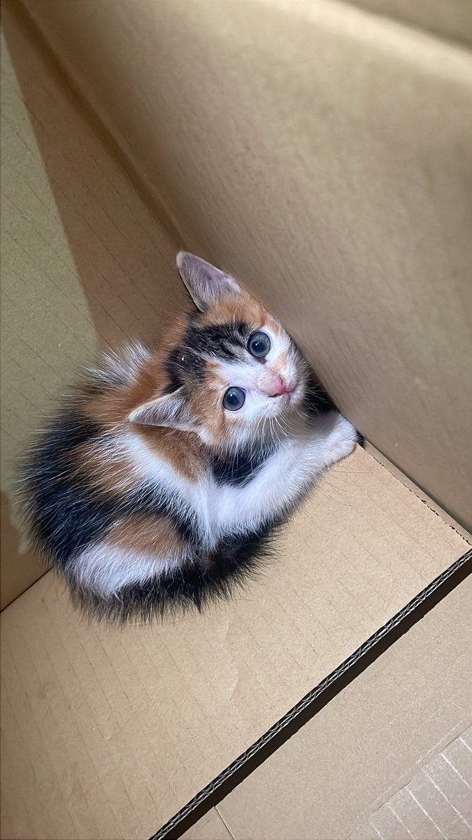 Ranka_Syumi's tweet photo. 子猫を保護しました
三毛猫　メス　生後約1ヶ月半くらい

引き取ってくださる方募集します
気になる方は連絡ください

#拡散希望 
#保護猫 #里親募集 https://t.co/OlrpiV3gQ3
