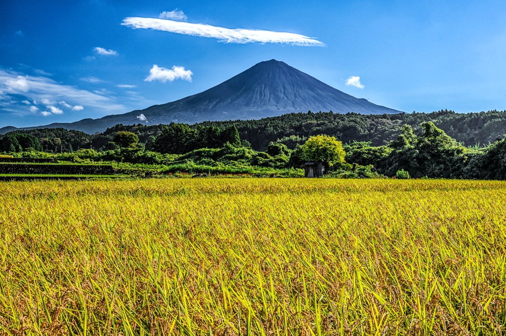 taitan21's tweet photo. おはようございます。
久々の澄んだ秋空に映える富士山と黄金色の田園風景です！ https://t.co/kIklXEhQhb