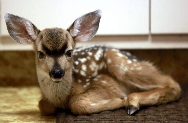 deershouldnt's tweet photo. https://t.co/jje9F09NWk
