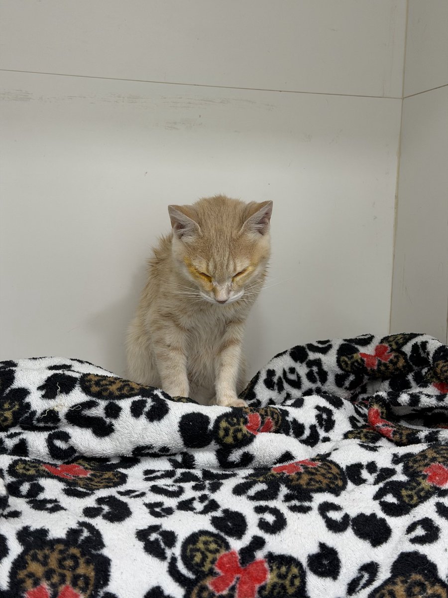 ladyhepburns's tweet photo. meu gatinho tá mal.
começou com uma gripe, mas agora não sabemos com qual infecção estamos lidando.
ele ficou desidratado, vomitando e espirrando sangue. levamos às pressas ao veterinário e agora está internado

a única coisa que peço é para que mandem  energias positivas 🤍😭 https://t.co/ZwlOWlHBEH
