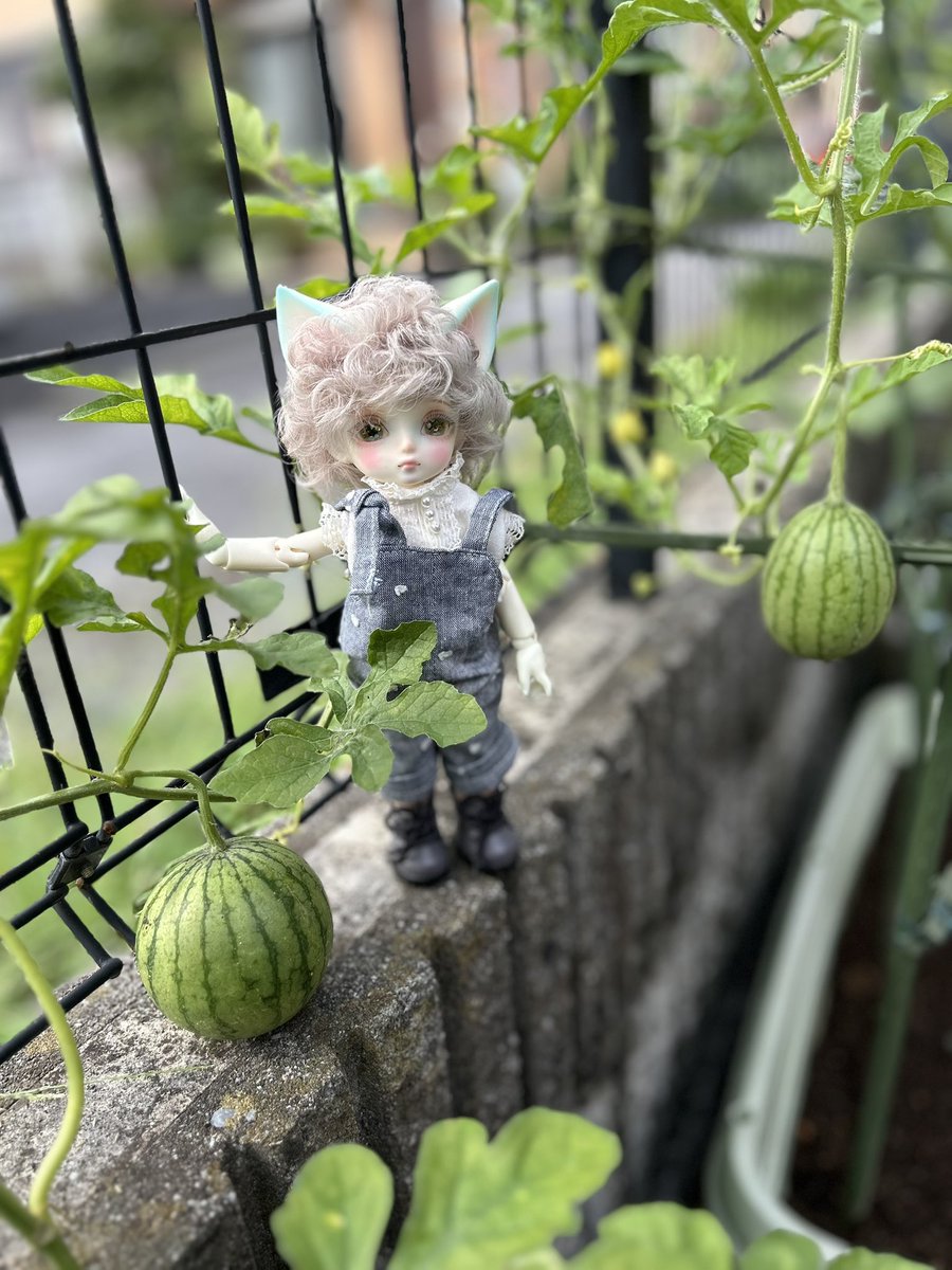 ma751's tweet photo. まだスイカ🍉生ってます🤣
#dolk #dearmine #ドール服ハンドメイド https://t.co/FhnvRwE60C