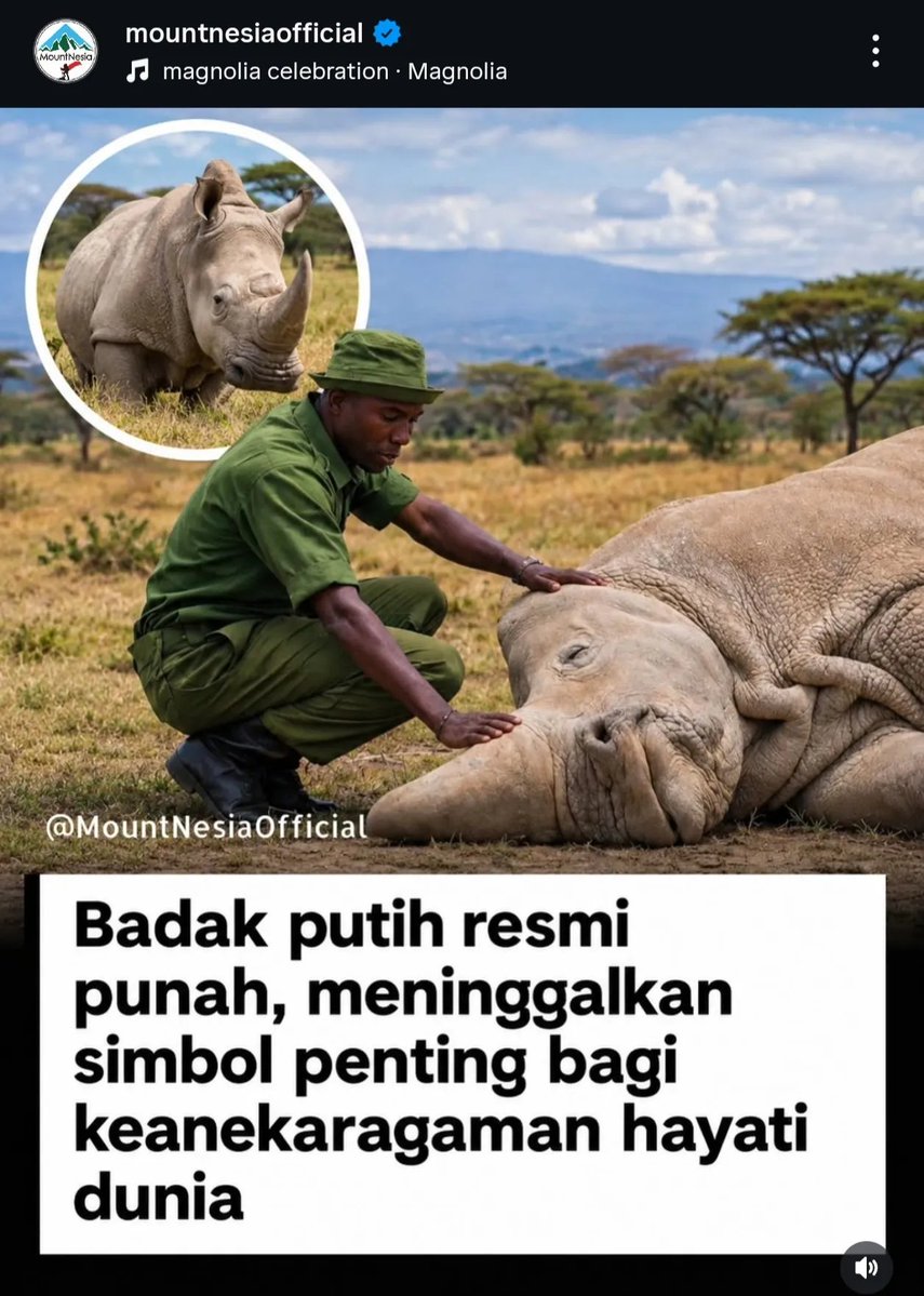 KapudS640's tweet photo. Bisa-bisanya berita soal kepunahan badak putih muncul pas banget ketika anak-anak gue lagi bongkar-bongkar buku lama dan baca lagi majalah Bobo tahun 2015, yang waktu itu badak putih masih tersisa 3 ekor 😭

Sumpah, timing-nya kok bisa pas banget sih 😭😭😭 https://t.co/ukaSAqmo9A