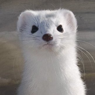 shinyutsel's tweet photo. SHINYU PLUSHIE IS A WEASEL... #TRUSTME https://t.co/0cyh0zEIgi