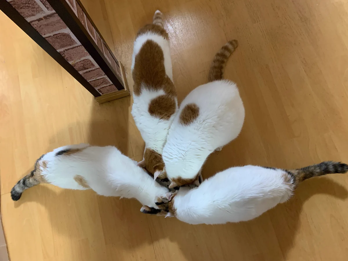 猫じゃらし on X: 