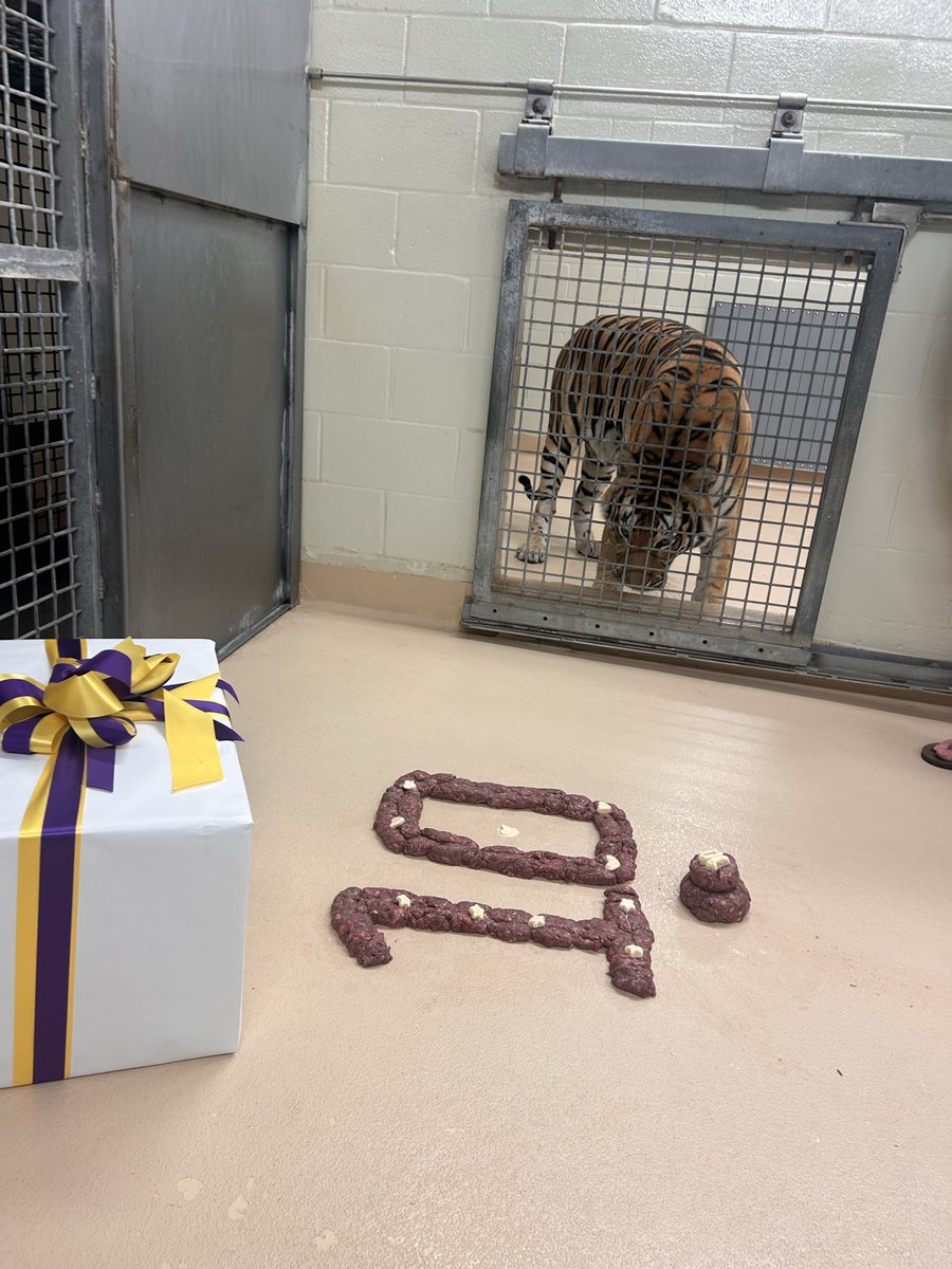 MikeTheTiger's tweet photo. Happy Birthday to me! https://t.co/Y7L05notqu