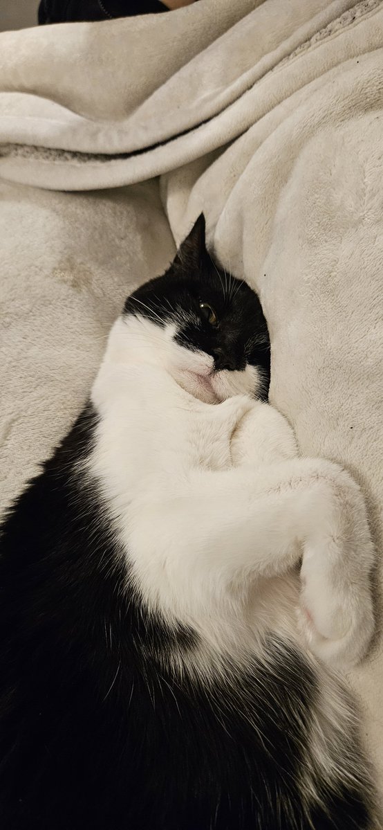 FeignedShadows's tweet photo. Nap time for kitty 💙 https://t.co/waMkb7v4Ol