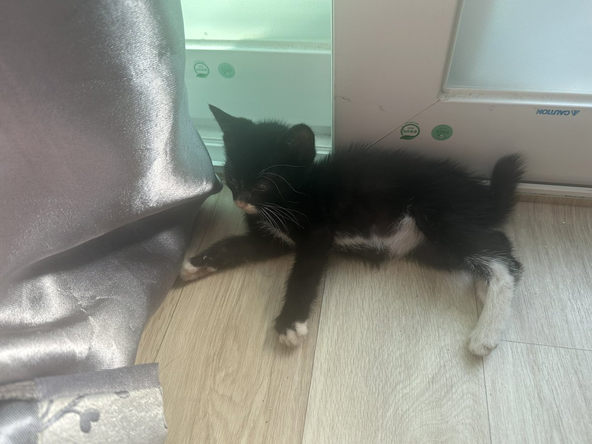e_ta_36's tweet photo. 3~4주된 여아 고양이 입양하실 분 찾습니다!
제 방 옆 좁은 골목에서 며칠간 울던 고양이인데요 식욕도 좋고 벼룩 빼곤 아픈 곳도 없습니다 지금은 벼룩도 다 죽고 밥도 쩝쩝 잘 먹고 잘 놀아요. 화장실도 가릴 줄 알고 바닥에 앉아있으면 다가와서 만져달라고 하는 애교쟁이입니다 https://t.co/LshNWw9V4V