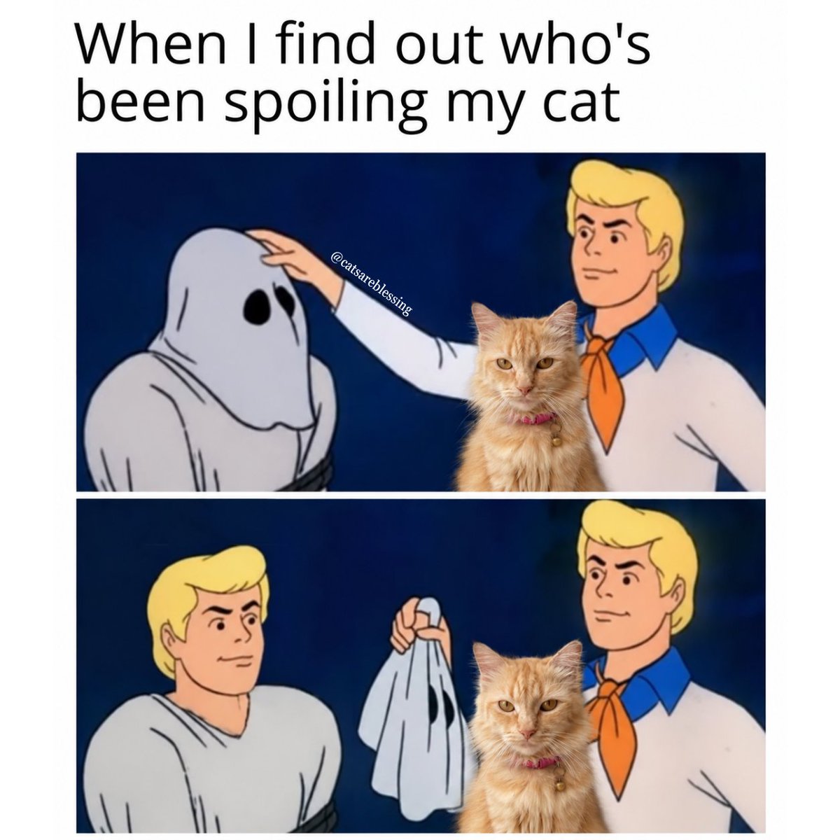 catsareblessing's tweet photo. https://t.co/iDaeu4ZlH0
