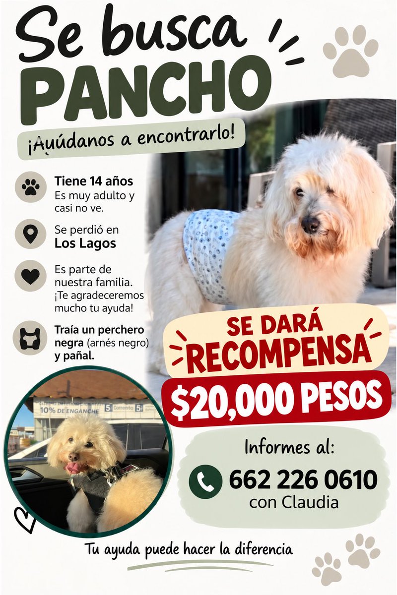 anacristinavr's tweet photo. Buscamos a Panchito, si sabes algo Porfavor contáctate. Compartan. Se perdió el lunes 7 en la noche he y no lo hemos encontrado #hermosillo #perroperdido #loslagos #perro #mascota #perroextraviado https://t.co/LjJJLaylAR