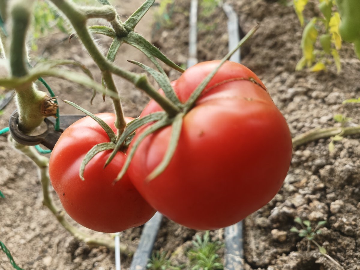 ChristeenPpyn's tweet photo. This crisp, juicy organic heirloom tomato is a game-changer—no watery blandness, just bright sun-ripened sweetness. Perfect for salads or simple brunch toasts! ， https://t.co/ryjjBynD3d