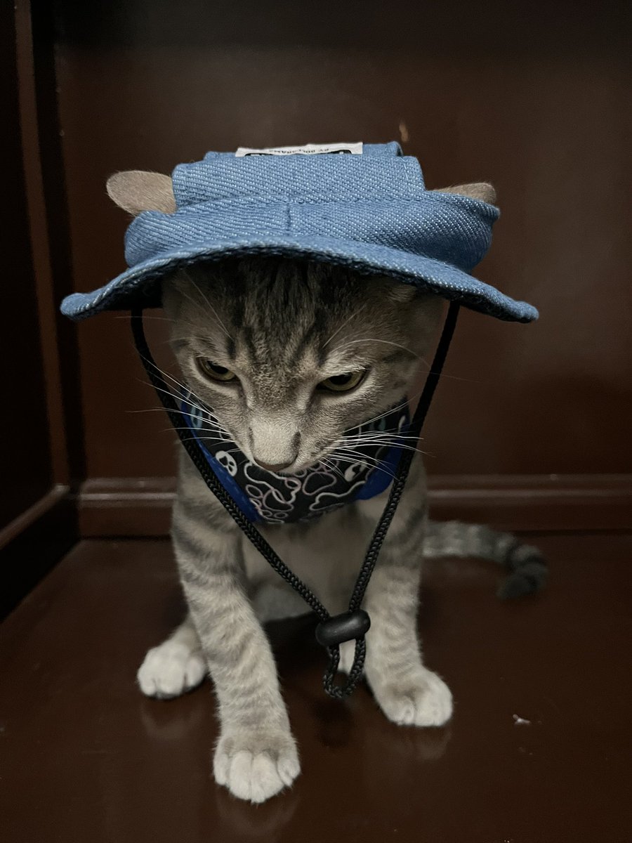 cinnag_'s tweet photo. Gatito enojado porque su mamá le pone maricadas https://t.co/Ht53HXcwzw