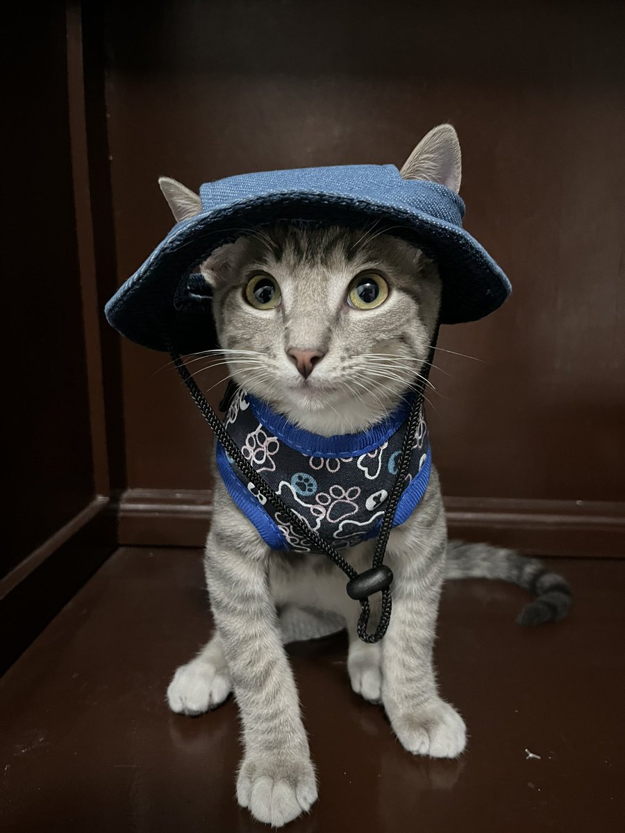 cinnag_'s tweet photo. Gatito enojado porque su mamá le pone maricadas https://t.co/Ht53HXcwzw