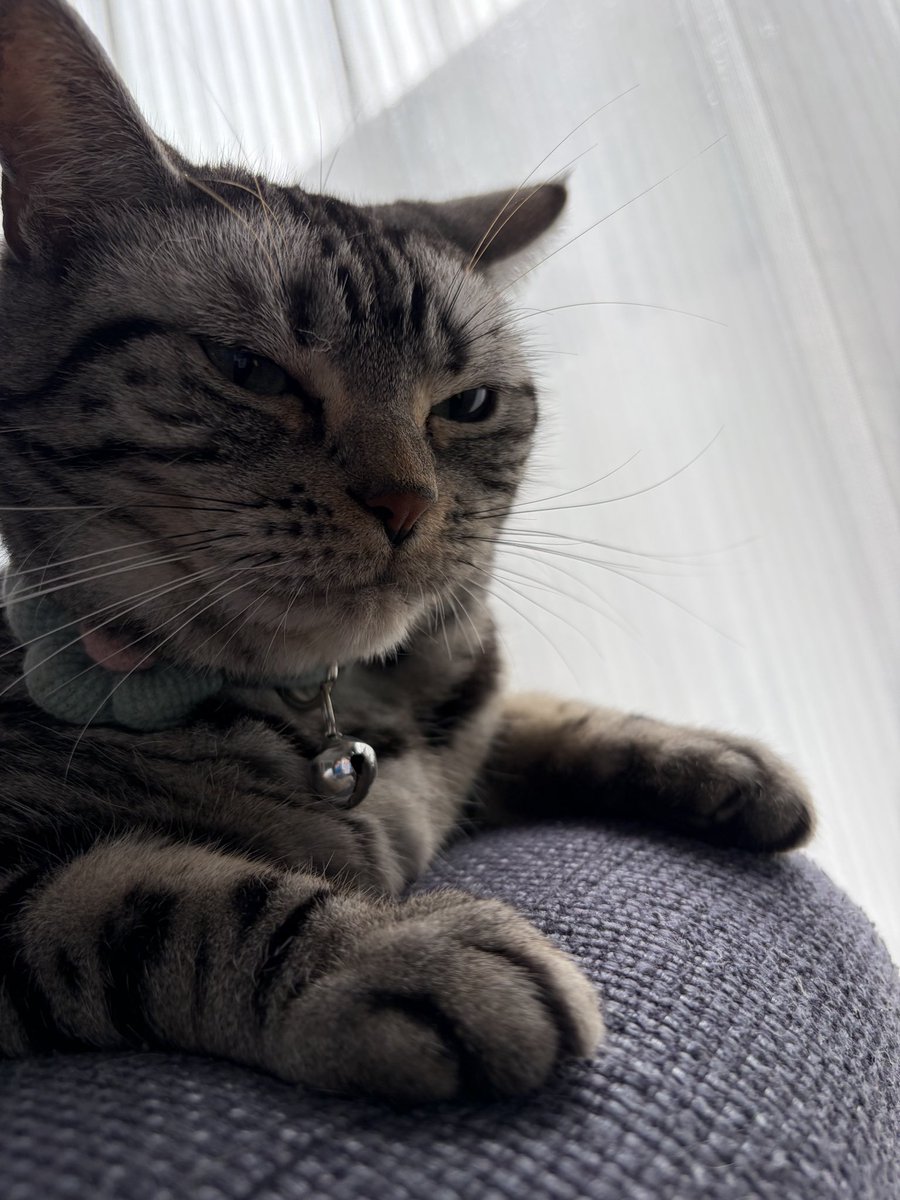 Lemon39750547's tweet photo. 朝撮った、寝起きねこ https://t.co/htpDewuYSE
