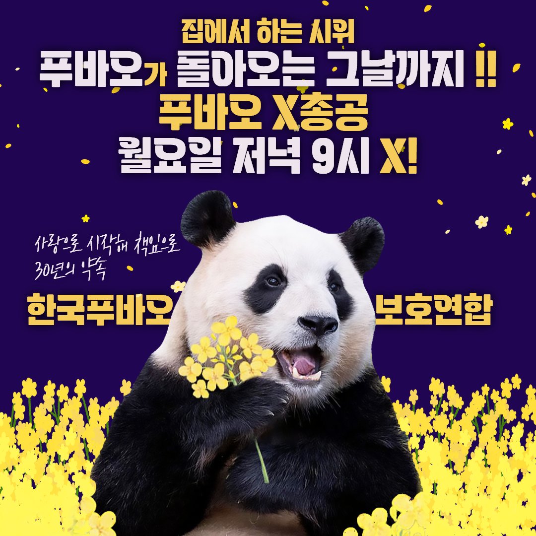 DDBBKKBB's tweet photo. [푸바오X총공] 오늘 저녁 9시 총공 있어요!
매주 월요일 저녁 9시, 단 한 시간!
푸바오를 위해 함께 외쳐요🐼🇰🇷
📢 저녁 5시, 총공 해시태그 공개!
🔥 저녁 9시, [푸바오X총공] 출격!
🔗 총공안내 : https://t.co/MJI3zWmdsK
#푸바오한국재임대 #푸바오 #FUBAO
#ComebackFu #SaveFubao https://t.co/Igt4PRSfu1