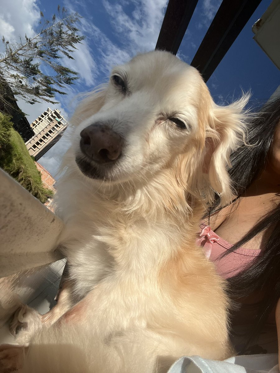 ZoeyPacheco's tweet photo. Te voy a extrañar toda la vida mi bebé chiquito, la mami te amo mucho y si mucho por ti mi peludito https://t.co/gqOplNIBhT
