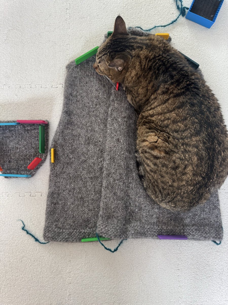 mkawa_a's tweet photo. 乾きましたか、そうですか。
#ブロッキング中
#編み物
#ねこ https://t.co/V4b4gVn2AH