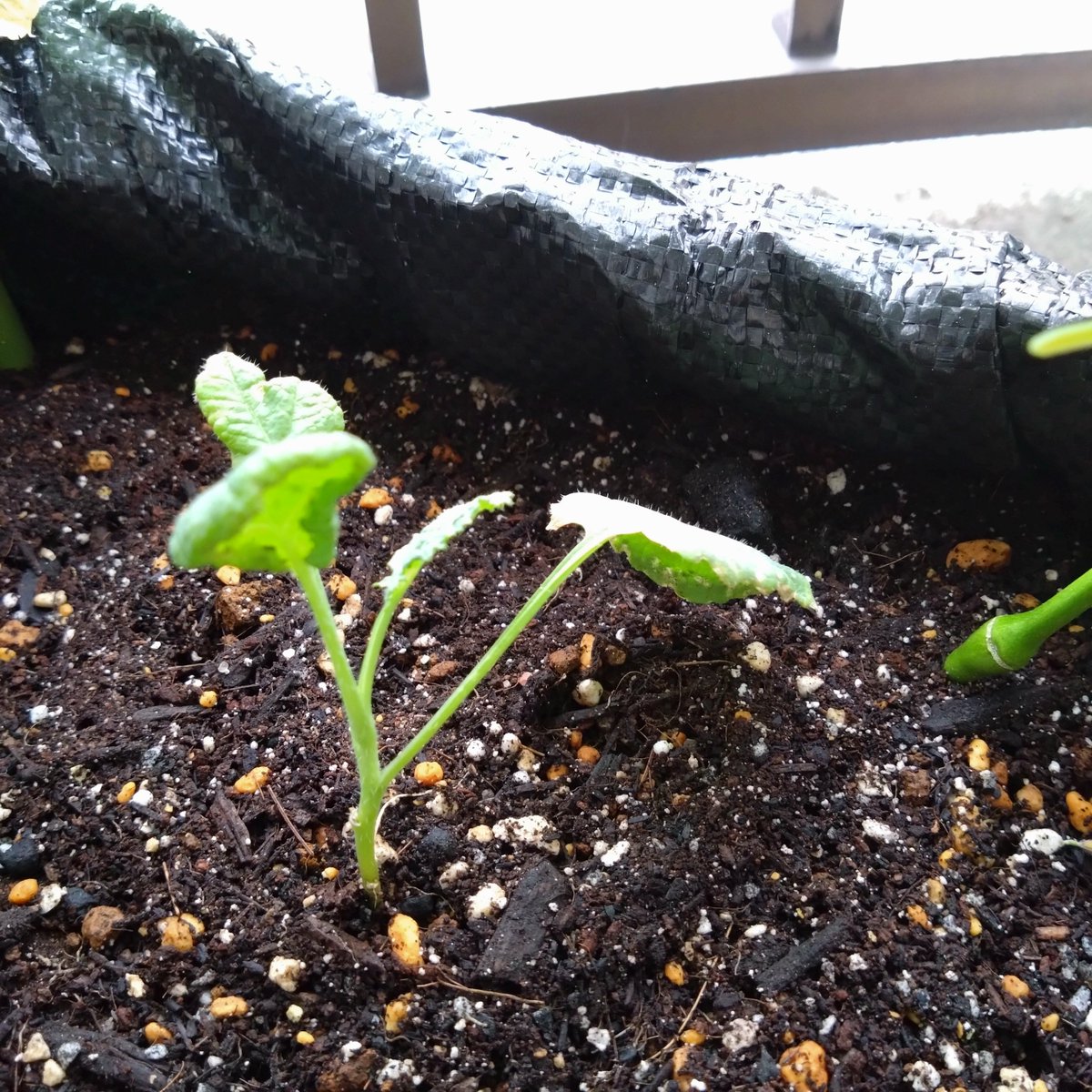 takemasann's tweet photo. ベランダ園芸  野菜編

トマト🍅
さすがにもう収穫は厳しいと諦め抜いてしまった。今シーズンは沢山収穫もできて本当にありがたかった。来シーズンはもう少し大きい実が取れるようになるといいな。

人参🥕
だいぶ葉っぱの数が増えてきたから順調に育ってそう。間引きしたのとしてないのとでサイズの違いがでてくるのか楽しみ！

枝豆🫛
4つ収穫したけど豆の大きさが物足りなかったから次は膨らみ具合を様子みながら大きく育ててみたい。サヤ自体がそんなに大きくないから品種の問題かもしれないし、時期の問題もあるのかも。

ブロッコリー
葉っぱの入れ替わりもありつつ新しいのが出てきてるから順調そう。ここからスーパーでみかけるサイズまで大きくなるのかちょっと不安ではある。

小松菜
種の発芽は一段落した模様。間引きしたけどひょろひょろしてるから倒れないように土入れた方がいいのかな？

じゃがいも🥔
今のとこ反応無し。そろそろ芽が出てきてくれると安心できるのだけど…

 #ベランダ園芸
 #野菜
 #トマト
 #人参
 #枝豆
 #ブロッコリー
 #小松菜
 #じゃがいも