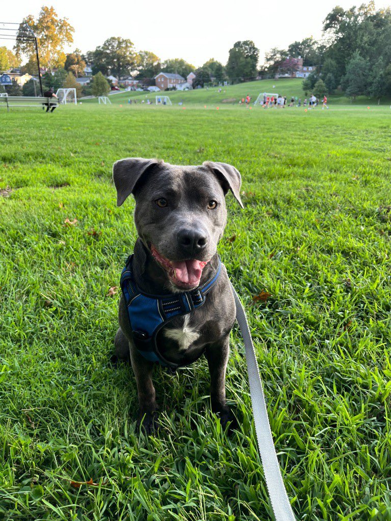 Dubs4Mutts's tweet photo. ✨Since humom is traveling lots for work &amp; to help grandpa with radiation treatments 🙏🏽 we have a new dog walker that is helping us with 🐕‍🦺 KINGSTON &amp; 🦮AMBER. We love the photos he sends! 🥰 #AdoptDontShop #EndBSL ♥️ https://t.co/dFr0ZxhaQL