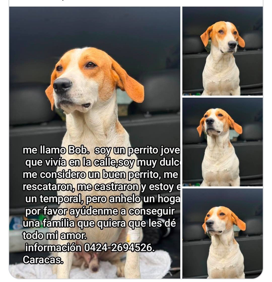 PerroUsuario's tweet photo. Bob busca una familia que lo quiera de verdad y lo cuide como él lo merece https://t.co/0EpPS4GKcF