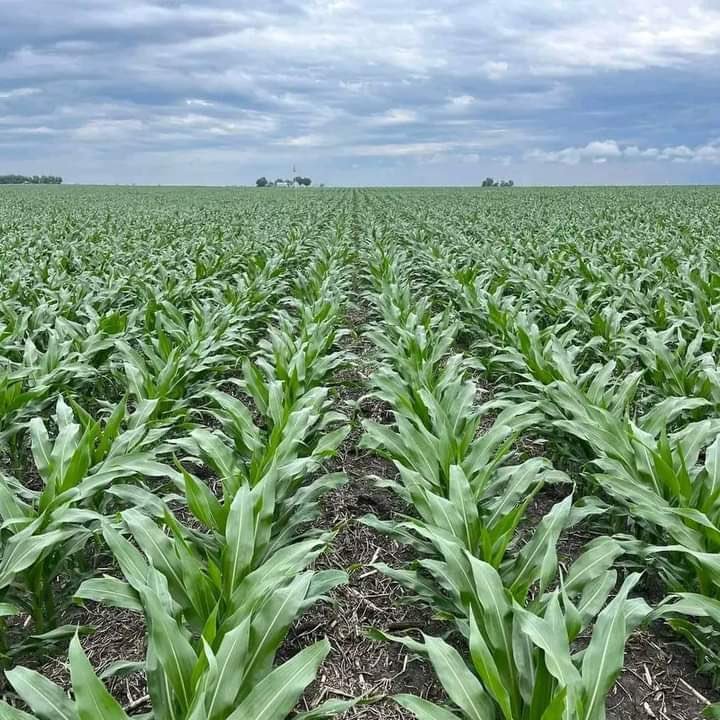 jcniyomugabo's tweet photo. 17 AGRICULTURAL LAWS TO KNOW

1. Never target high seasons; high seasons come with their own challenges. Be a farmer, not a gambler.

2. Choose at least two main crops and a crop rotation plan. Switching from one crop to another is not directly in your pocket.

3. Plan your farm and always have crops at different stages of age to ensure a constant supply.

4. No crop is profitable in itself; just master the advantages and disadvantages of a particular crop.

5. Having a lot is not a guarantee for successful farming.

6. Have a spraying and fertilizing plan and stick to it.

7. Never follow the advice of agro-veterinarians and agrochemical sales agents. Most of them are salespeople, not agronomists.

8. Try as much as possible to reduce agricultural expenses without compromising the quality of products.

9. Never hold onto a product if it is perishable. Sell it at prevailing prices.

10. Never plant a new seed on a large scale before testing it, unless you have seen it somewhere. 

11. Never entrust your million-dollar idea to a farm worker; make sure you are present during critical stages of crop development until commercialization.

12. Never employ a close family member to manage your farm; most of them will let you down.

13. If you are neighboring farmers, plant the same crop.

14. Never apply agricultural information you get online without consulting your agronomist.

15. Always have a farm plan.

16. Old is always good. Most old seed varieties and chemicals will never disappoint you.

17. Passion in agriculture

Agriculture forever.