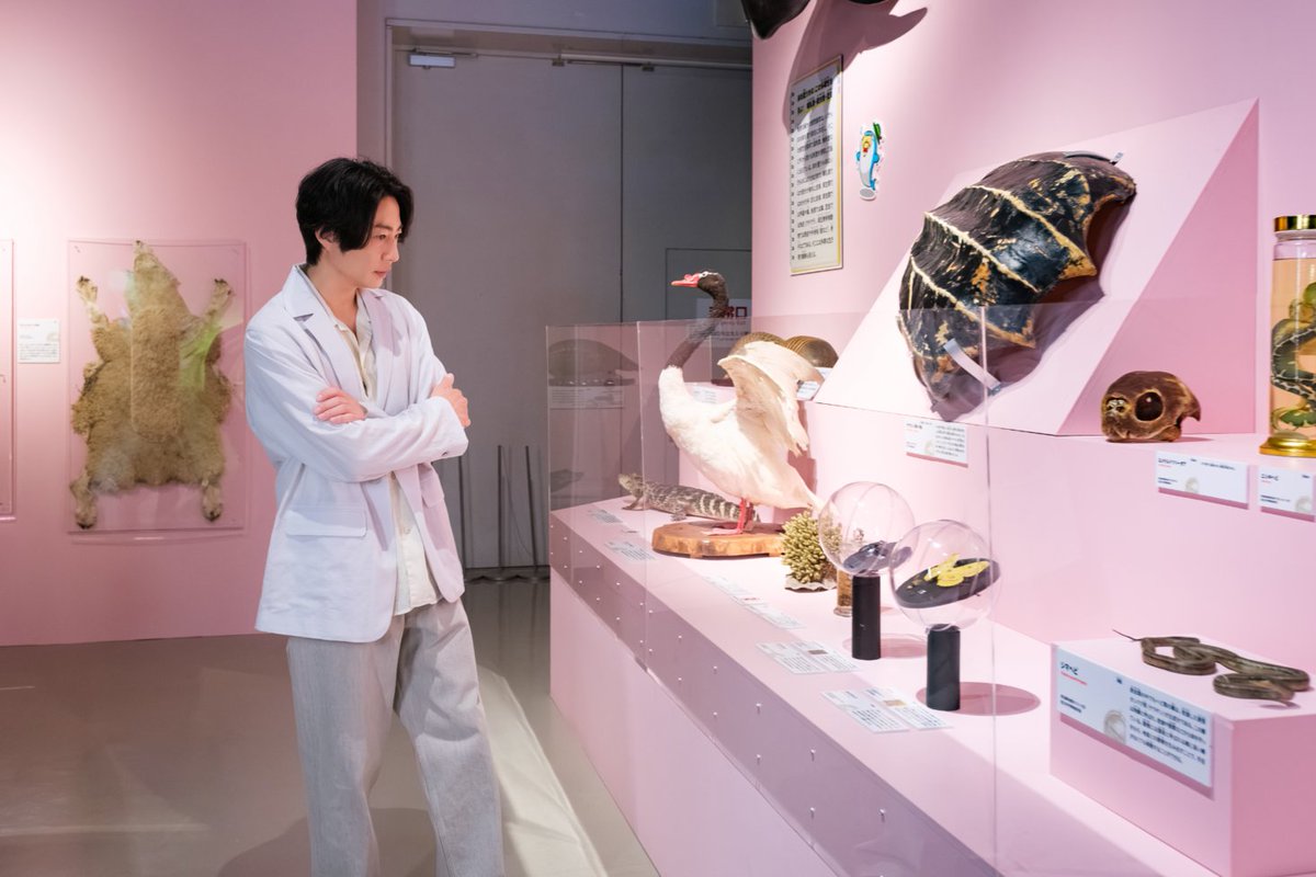 ikimonochoworld's tweet photo. 📸相葉雅紀さんの #いきもの超ワールド展 観覧の様子をもう少し！

会場には、大迫力の標本から「そんな方法が!?」と驚く生存戦略まで、気になる展示がずらり。

相葉さんも、ひとつひとつじっくり観覧されていました👀

皆さんなら、どのいきものが気になりますか？

特別展「いきもの超ワールド展　国立科学博物館×ダーウィンが来た！」
10月12日（月・祝）まで！
📍国立科学博物館
#いきもの展 
#かはく
#相葉雅紀