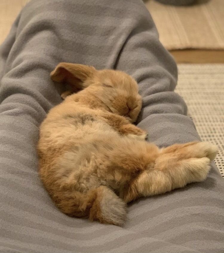 Bunnies's tweet photo. https://t.co/bwjKFmHLc9